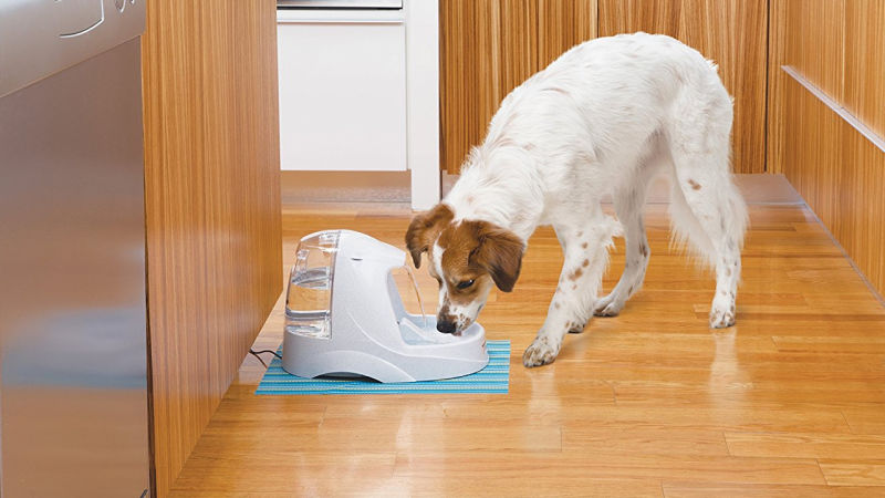 Fuente PetSafe, $35